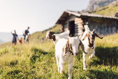 Ziegen laufen über eine grüne Almwiese vor einer Holzhütte in Gargellen. Im Hintergrund ist eine Familie mit Kindern zu sehen. | © Gargellner Bergbahnen GmbH & Co KG, Daniel Zangerl